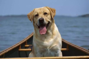 Precautions for Taking Your Dog Swimming