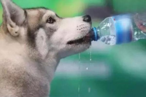 What Water Is Best for Your Dog to Drink?