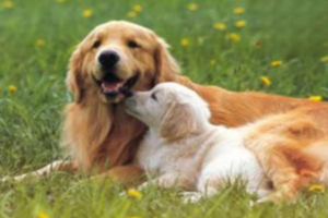 Male vs. Female Dogs: Which Is Easier to Keep?