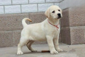How to Read Your Dog’s Tail Language