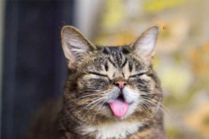How to Care for a Senior Cat