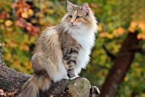 Dietary Causes of Picky Eating in Cats