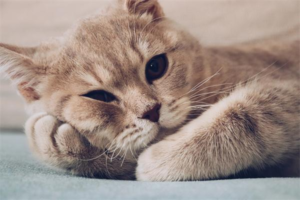 Why Is My Cat Licking Its Lips?