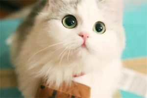 Do Cats Really Need Companionship?