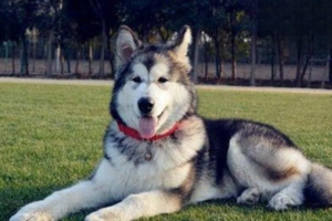 Key Techniques for Training Your Dog