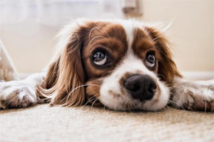 Can Dogs Get Travel Sickness from a New Environment? Symptoms and Care