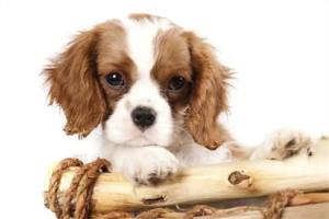 How to Help Your Dog Through Winter