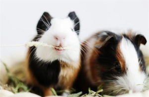 At What Age Can a Guinea Pig Give Birth, and How Many Per Litter