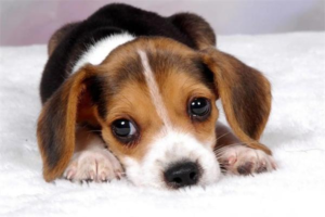What Causes a Lump on My Dog’s Neck?