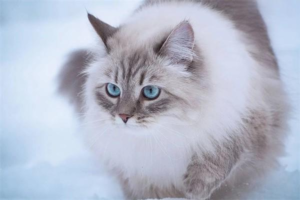 What to Feed a Constipated Cat for Fast Relief