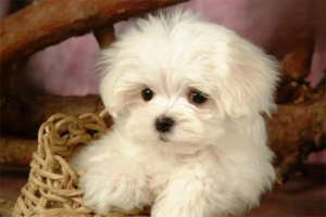 Caring for Your Dog in Early Autumn