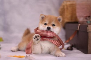 Symptoms and Management of Asthma in Dogs