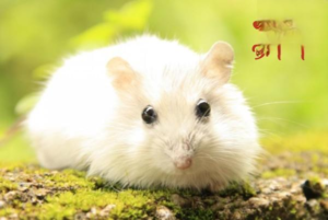 What to Do When a Hamster Is ‘Overheated’, and How to Cool It