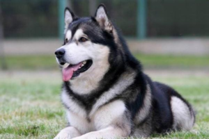 Will a Dog’s Urinary Tract Infection Heal on Its Own