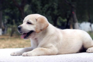 Can a Dog Recover from Heatstroke on Its Own