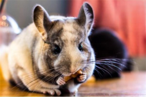 Common Mistakes When Medicating a Sick Chinchilla