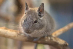 How to Handle a Chinchilla That Bites Its Fur