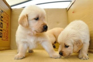Can a Puppy With a Runny Nose Get Vaccinated?