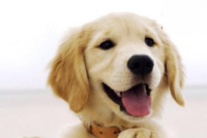 What Different Dog Tail Positions Mean