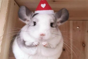 How a Chinchilla Acts After Holding a Grudge