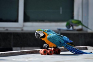 Why Does a Parrot Get Scabs on Its Face and What to Do