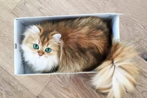 Why Does a Cat’s Fur Mat Into Clumps?