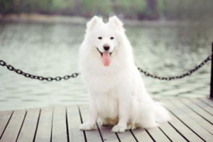 The Difference Between Conjunctivitis and Keratitis in Dogs