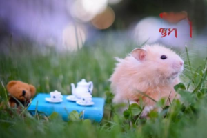 How to Keep Hamsters Cool and Prevent Heatstroke in Summer