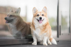 How Long Until a Dog with Pyometra Dies?