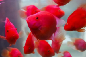 Why Did My Parrot Fish Die Suddenly?