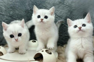 Can Cats Carry Toxoplasmosis?