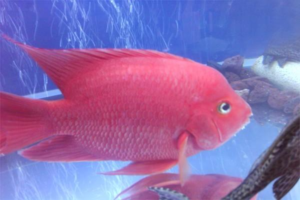What to Do When Parrot Fish Grow White Fuzz