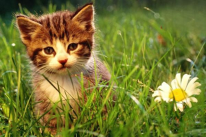 What to Do When Your Cat Suddenly Loses Energy