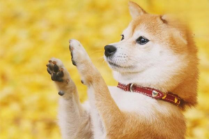 Is It Good to Dress Your Dog in Clothes?
