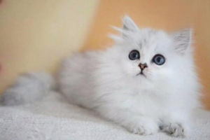 Why Is Your Cat Suddenly Peeing or Pooping Outside the Litter Box?