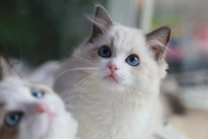 Why a Cat’s Ears Are Red