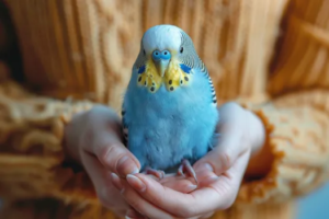 Signs That Your Lovebird Is in Breeding Condition