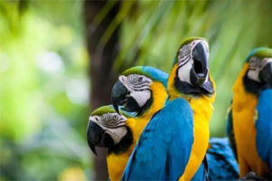 What to Do About a Parrot’s Poor Digestion?