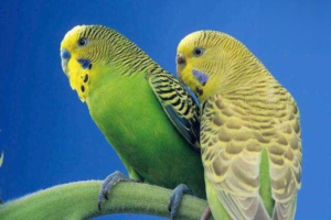 Why Is a Parrot’s Beak Too Long and What to Do?