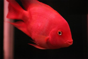 What to Do When Blood Parrot Cichlids Fear People and Hide?