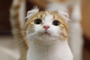 Why Does a Cat Have Smelly Feet and How to Treat It?