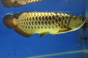 Why Does a Golden Arowana Jump Out of the Tank?