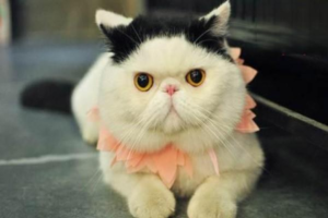 How to Tell When Your Cat Is Angry