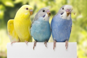 What Nutrients Do Parrots Need?