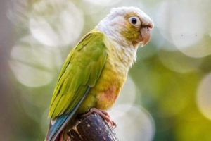 What to Do When a Parrot Is Egg-Bound?