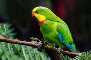 What to Do When Your Parrot Refuses to Return to the Cage?