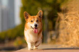 How Can an Owner Comfort a Frightened Dog?