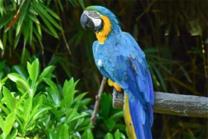 How to Treat Parrot Trichomoniasis