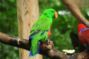 Causes and Prevention of Parrot Trichomoniasis