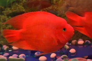 Why Does Your Blood Parrot Cichlid Spit Out Food After Eating?